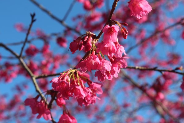 20230122高雄二集團櫻花公園2014747