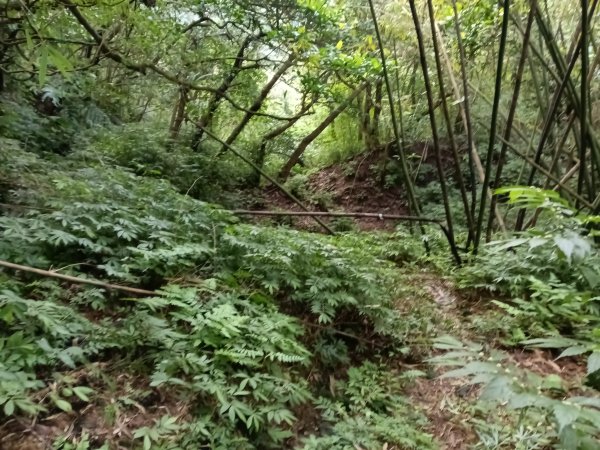 汐止區茄苳越嶺古道+上鹿窟崙山+九層坪山+四分尾山+大尖山8字走2981580