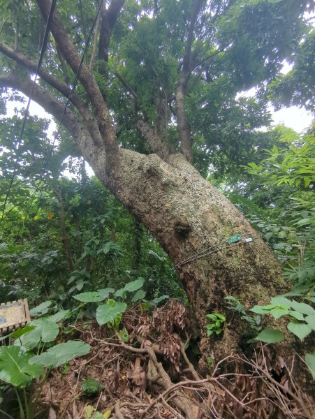 2025.06.14－圓山經基隆河畔到芝山巖2811643