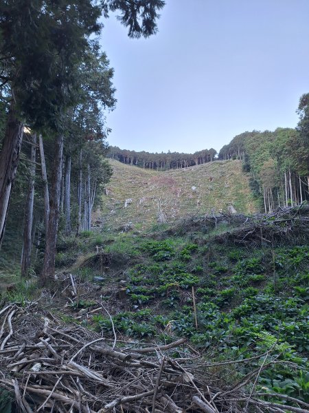 大雪山森林遊樂區之烏石坑山+山椒山(210林道)202401102400538