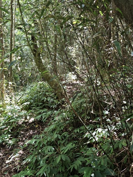 2026-0518 二子坪_大屯坪_青楓步道_猴砍水圳步道_橫嶺古道_半嶺水圳_天母圓環3057283