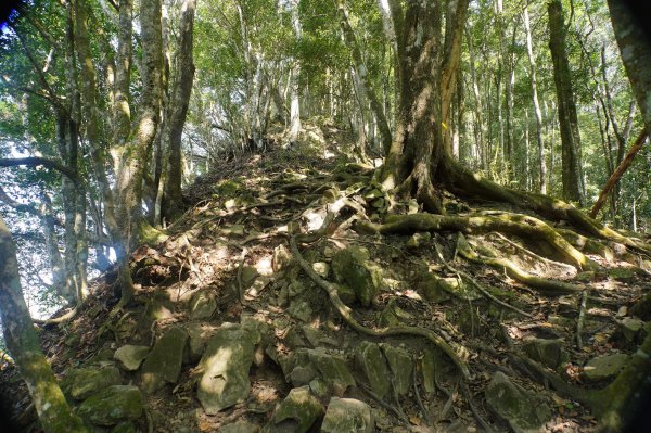 苗栗 泰安 上島山3023058