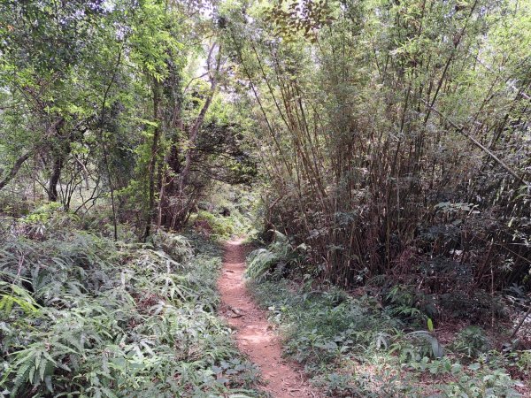 2026森遊竹縣：石光古道（老虎山步道）3107337