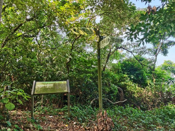 【員林】隴頂古道連走萬里長城及藤山步道O繞2871780