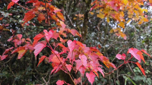 美到爆，觀霧國家森林遊樂區檜山巨木群步道2677774
