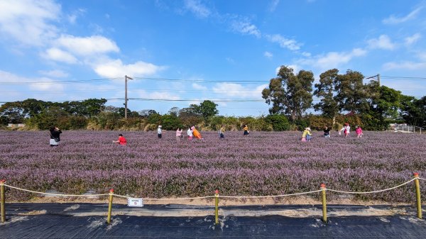 桃園仙草嘉年華,富岡老街2362170