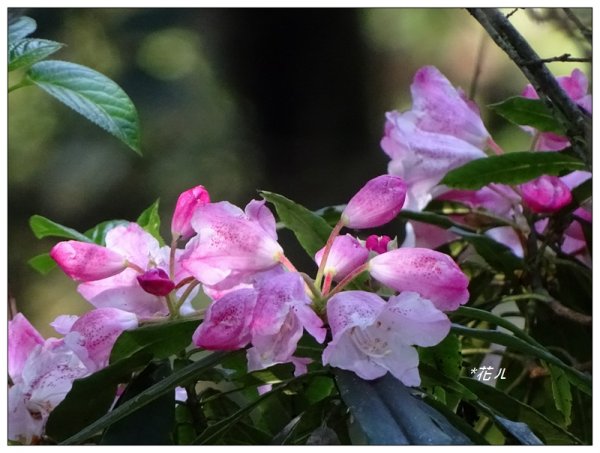 玉山主峰步道696747