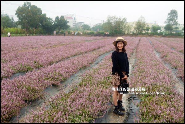 2019桃園仙草花節。紫色浪漫席捲楊梅752228