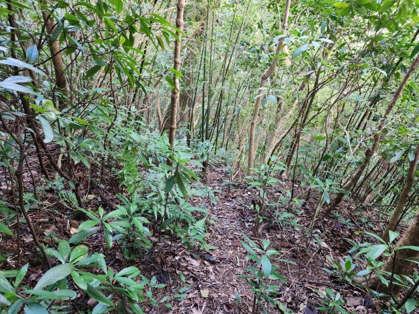 20241215富浪波山鹹菜棚街與打牛崎步道2691610