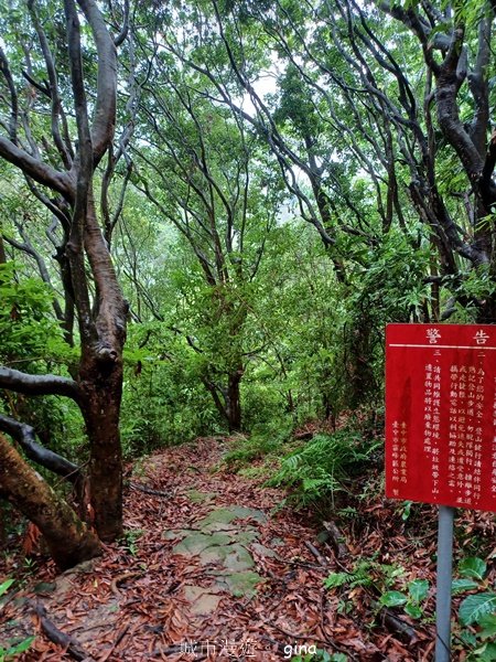 【台中霧峰】低海拔生態林相悠美。 奧山步道、桐林花廊步道、樟樹林步道、北坑溪步道O繞2570494