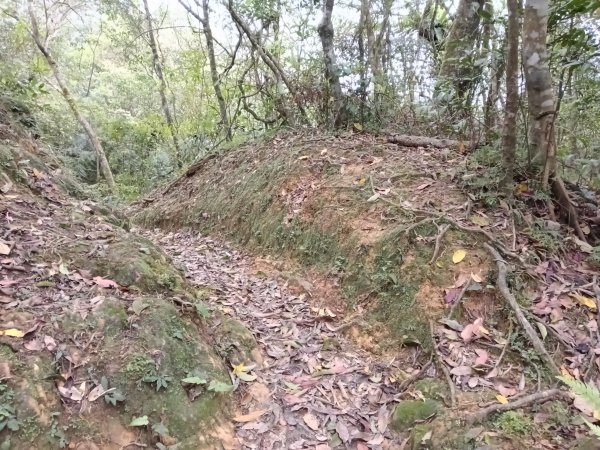 雙溪區打鐵寮山-鶯子嶺-坪溪山-烏山63號-烏山越嶺古道(坪溪山北峰)P字走3023815