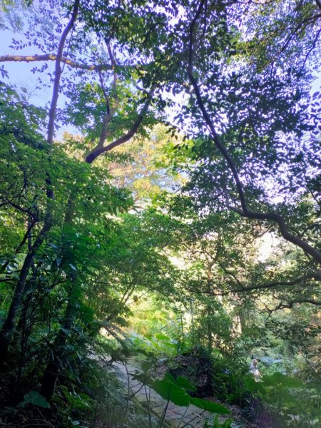 內湖o形4連峰（白鷺鷥山+鯉魚山東峰+鯉魚山+忠勇山）（2/13）2429591