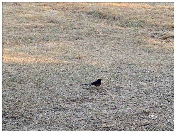 港坪運動公園 (嘉義市)3008887