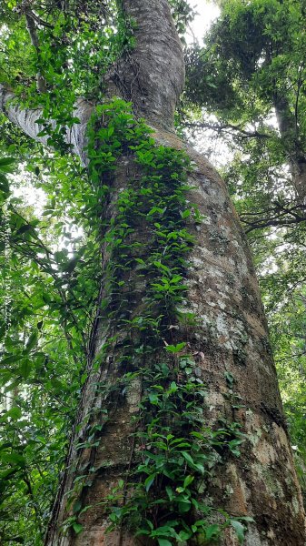 《雲林》望好望角｜石壁山嘉南雲峰步道(中側登山口）202506072805431