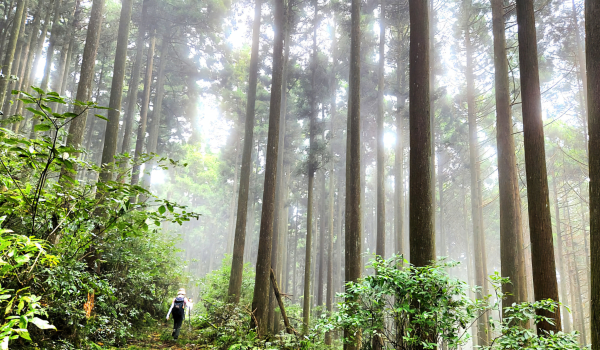 【中級山】有一種美，令人不想回家，新竹鵝公髻山