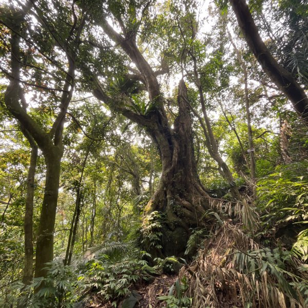 20250407_關刀山步道（苗栗小百岳）2855767