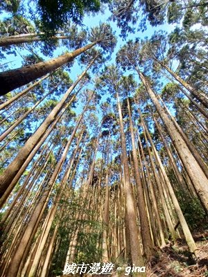 【台中和平】山林野餐。長壽山(肥崠山)山徑2969449