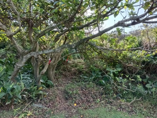 貢寮區龍洞稜(和美山)+北勢山稜線O型2958421