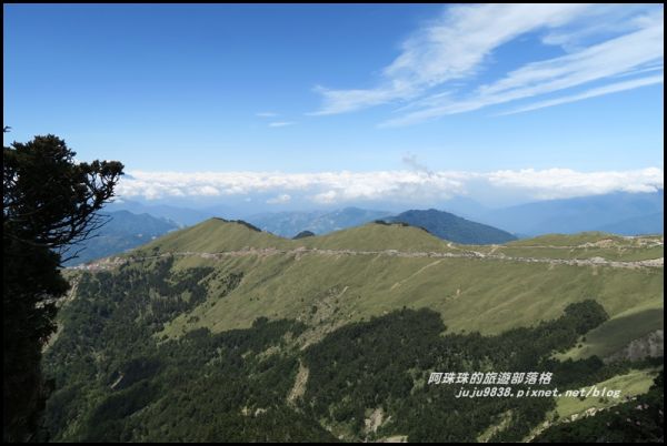 合歡東峰賞玉山杜鵑341031