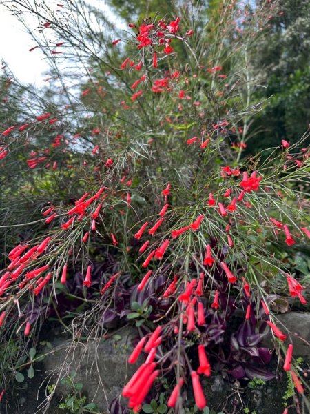 嶺頭觀日步道，西九分坑山O走2809636
