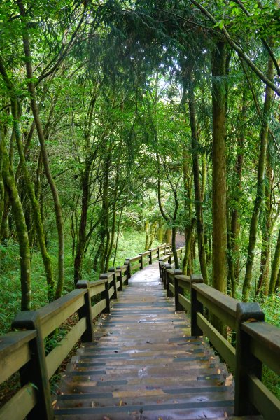 檜山巨木森林步道481587