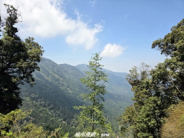 【南投鹿谷】溪頭天文台登山步道3037363