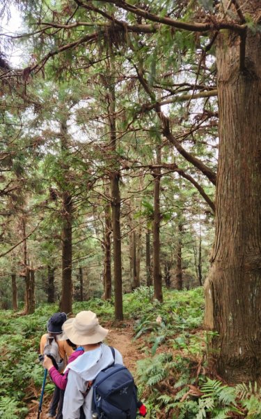 【中級山縱走】最美中級山，鳶嘴西稜縱走（鳶嘴山，醜崠山，長壽山）2741363