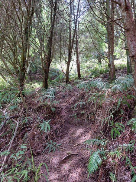 眉冷山梅島山202208071797243