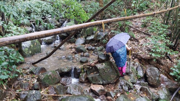 陽明山後花園，百年靜美牧牛山徑，古道草原精華連走2787720