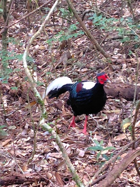 長壽山、肥崠山、醜崠山、大崠山、大崠山經建版2931605