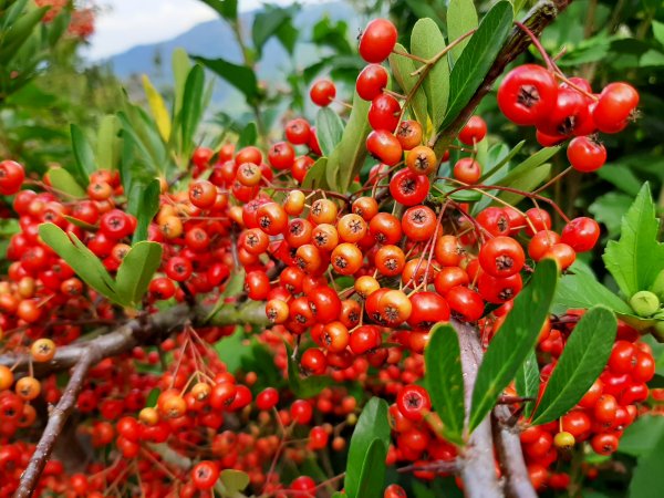 深秋。楓紅1190493