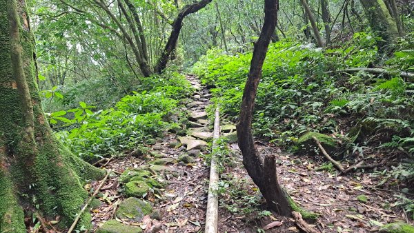 20240305坪頂古圳-登峰圳-內雙溪古道-瑪礁古道-大崎頭步道O繞2447223