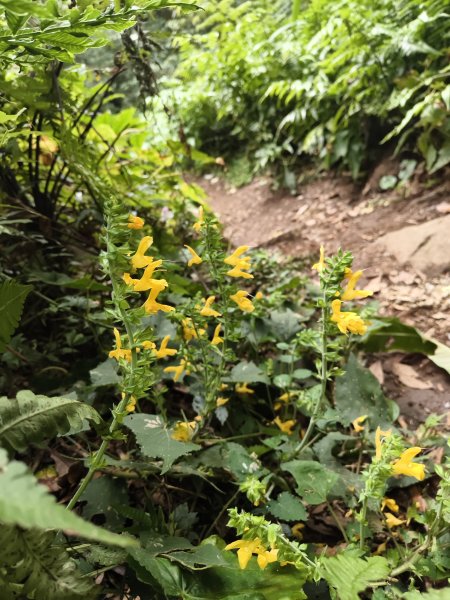 [百山百鳥尋旅-11/15] 2025_0927 大屯主峰-連峰步道_大屯山南峰2899407