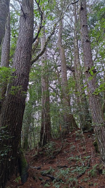屯野生台山、石麻達山2993152