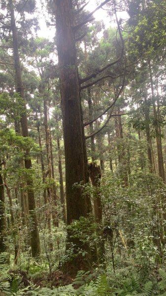桃園東眼山2803726