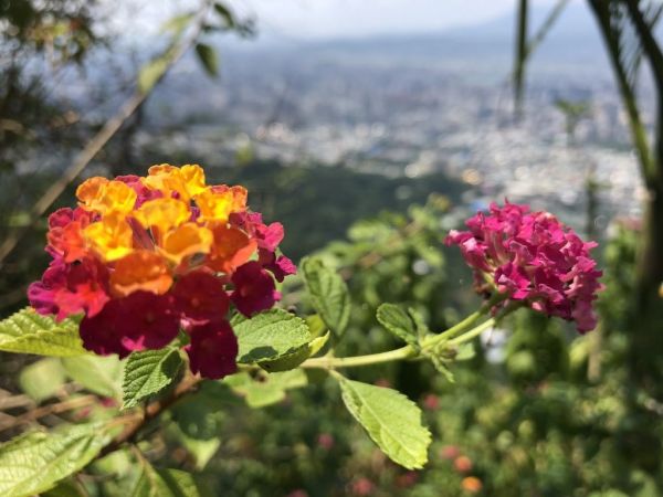 四獸山花草旅379075