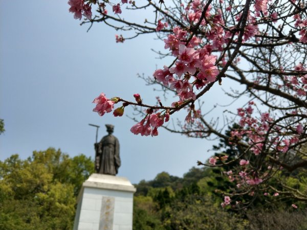 陽明山+竹子湖賞花886918