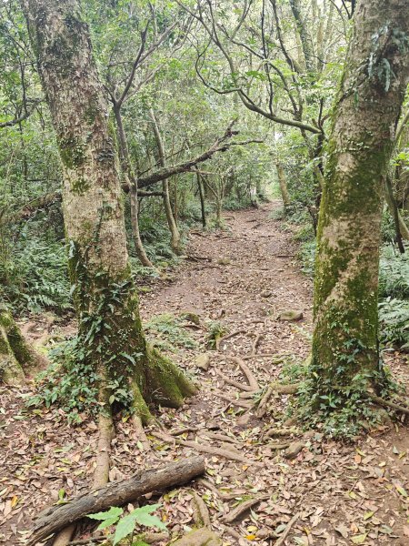 2026-0323 台北大縱走第一段3022631