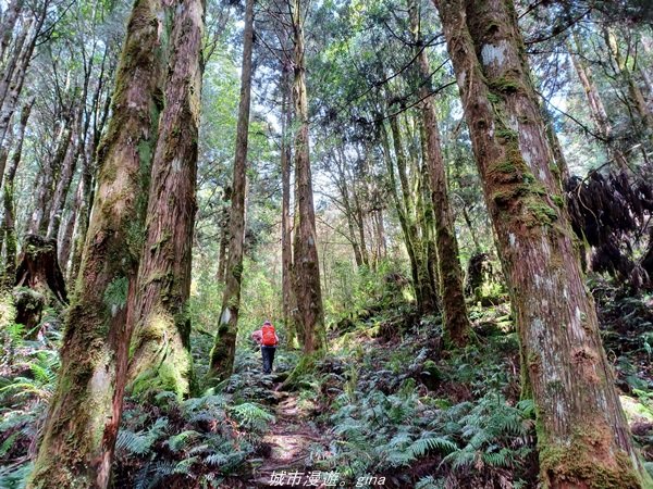 【宜蘭。大同】  三個女生的森林漫遊。  小百岳集起來。 編號85小百岳~三星山登山步道1664981
