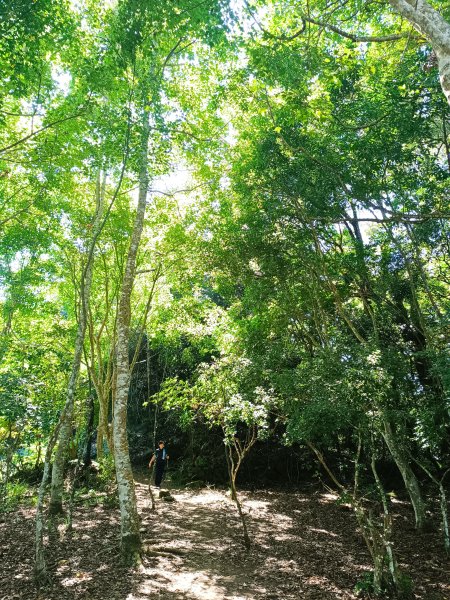 苗栗馬拉邦山2983723