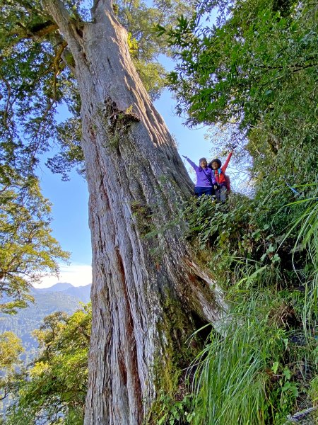 鳶嘴稍來神木、稍來山O型走20209151102477