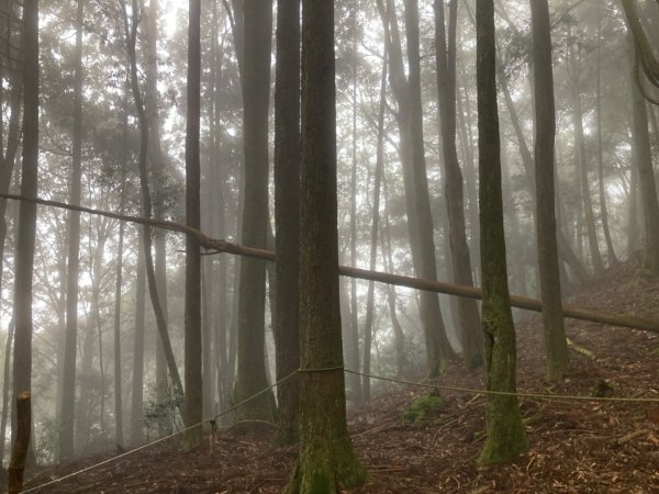 檜山巨木群森林步道2316127