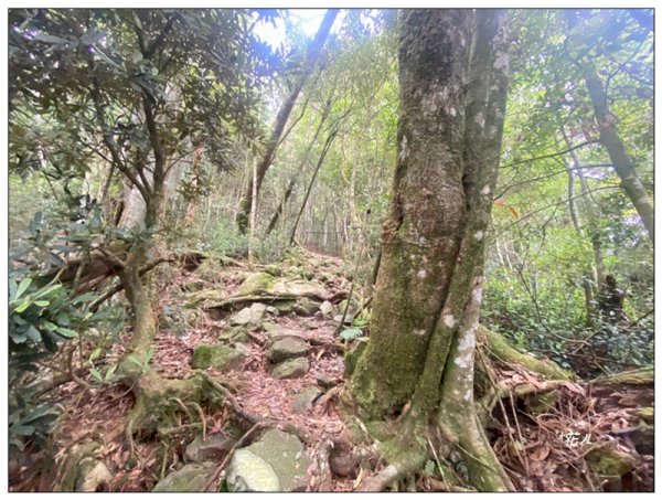 醜崠山、肥崠山(長壽山)、大崠山 三崠連走3100773