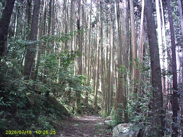 大雪山林道橫嶺山步道、橫嶺山、沙蓮山、笛吹山O繞3090388