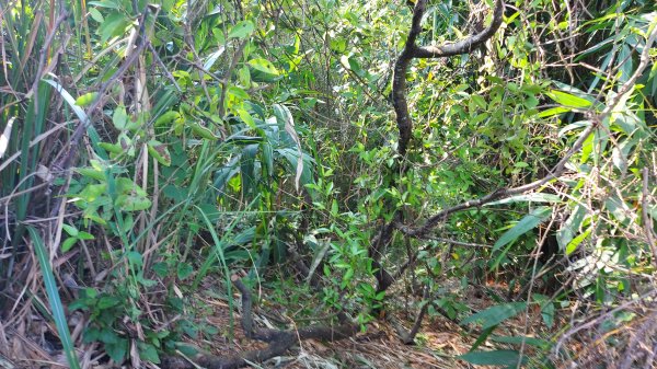 聚興山 林牛山除草1430649