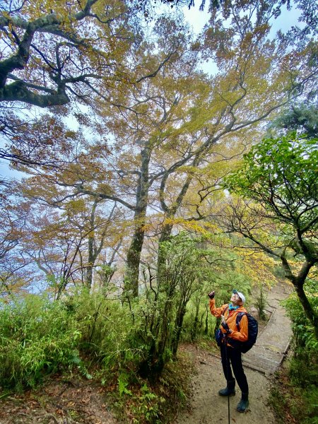 太平山山毛櫸步道與浪漫金黃相遇    2021/11/161519162