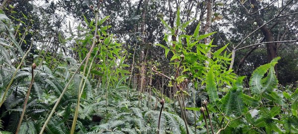 《苗栗》霧雨寒流｜三義三角山步道202512252969263