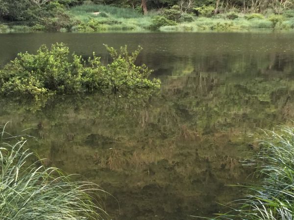 豪大梅雨後寧靜向天池湖沼枝額蟲現蹤跡133671