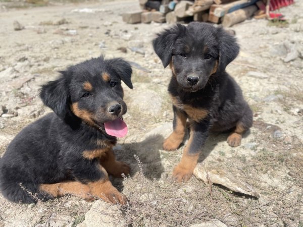 西藏♥️可愛動物🐎人物寫真/拉薩旅拍/美食2902920