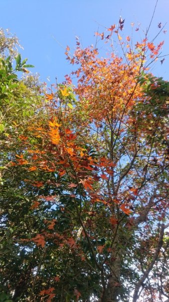 馬那邦山O走2370164